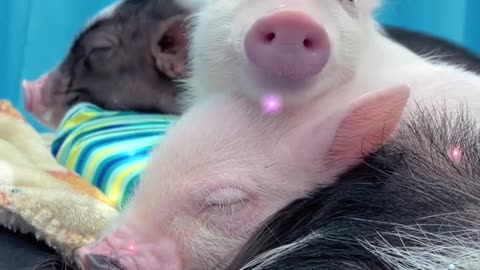 Pigs Care Guide in Under A Minute