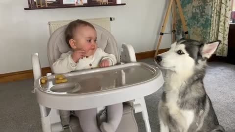 Sneaky Husky Steals Babies Food In The Funniest Way!😂.