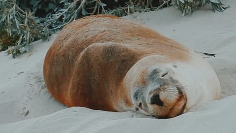 A seal sleeping on sand