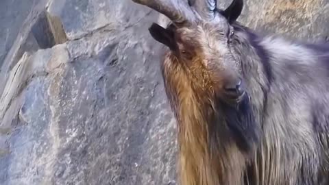 The Markhor Pakistan National Animal Is A Majestic Wild Goat Species That Inhabits The Mountainous Regions Of Central Asia~Known For its Impressive Horns