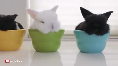 The Cutest Baby Bunny Rabbit Compilation EVER_Cut