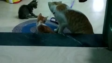 MOTHER CAT REACTION, WHAT IS THAT ???