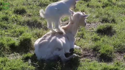 most funny goats
