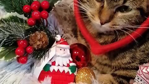 Christmas cat video