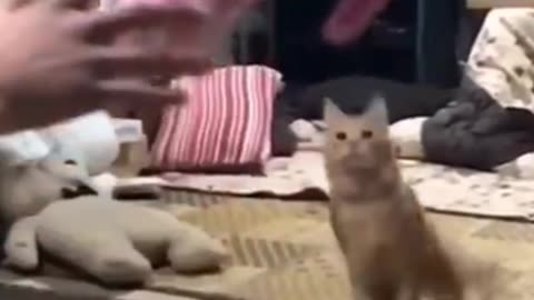 Cat 🙀 crazy video