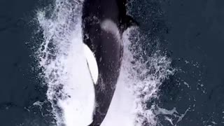 Killer whales play with a seal giving it a hard time.