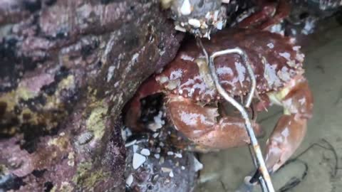 Angry crabs 🦀 tide pools fighting