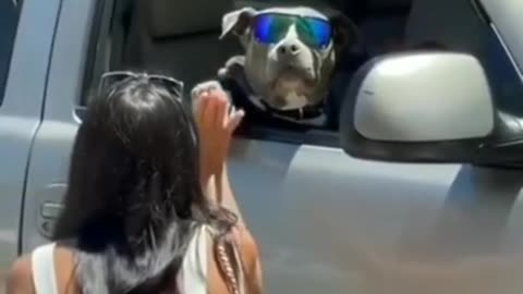 FUNNY DOG IN THE 🚗🚗🚗🚗🚗