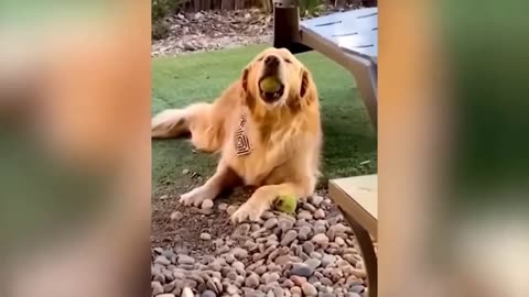 Funniest Animals 2023 😂 Funny Cats and Dogs 😺🐶 Funny Animal