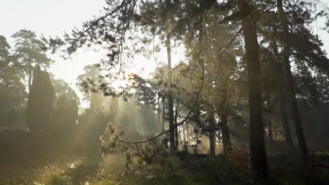 Beautiful Misty Morning in Forest