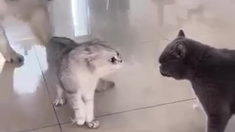 Cat funny very funny video