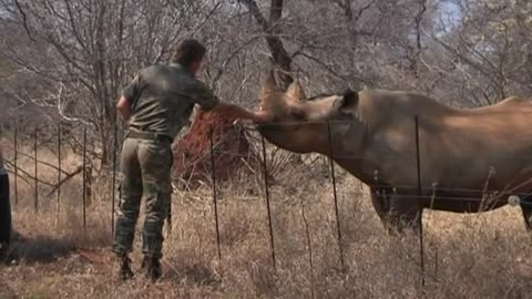 Ranger drone could help fight against rhino poaching