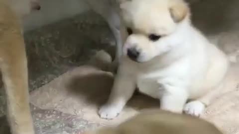 Two puppies compete for food rations