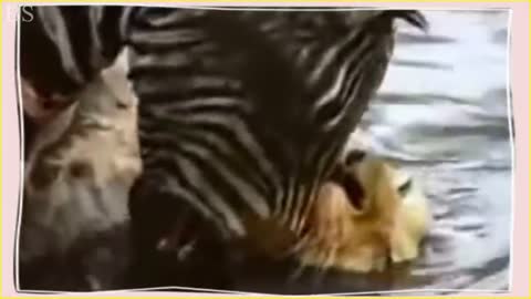 Zebra drowns a lion in six incredible instances.