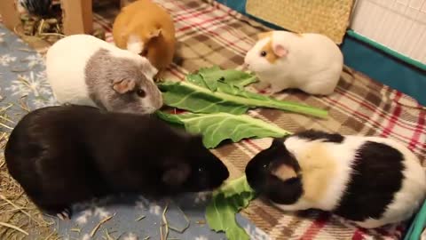 [Cute pet] Ridiculous guinea pig fight scene