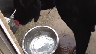 Perro bebe agua del modo más desprolijo posible