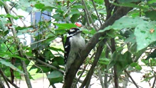 Woodpecker