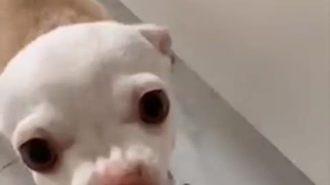 Funny Angry Chihuahua