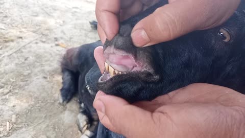 The teeth of a black goat