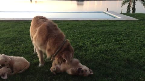 Cachorros Golden jugando