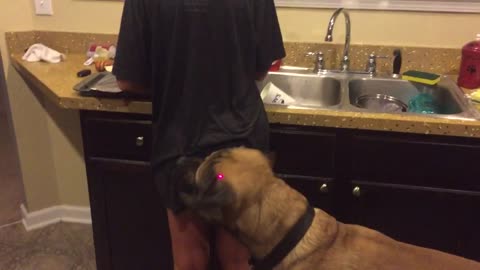 Huge English Mastiff attacks my wife's butt chasing laser pointer