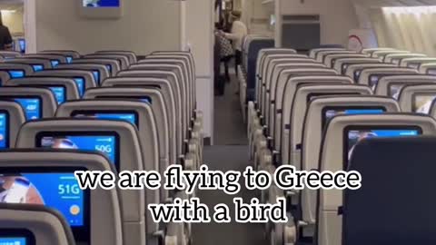 Flight Delayed by Sneaky Pigeon