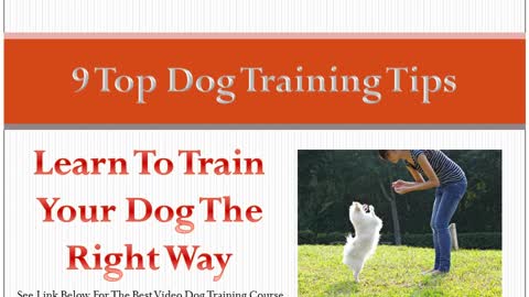 Best of 9 tips on how to dog train?