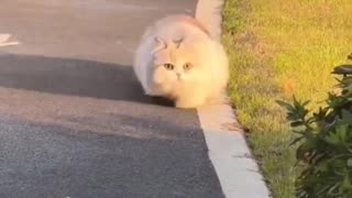 Chubby Cat Is Getting Into Shape