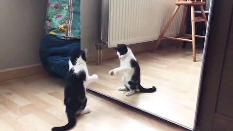 funny cat video