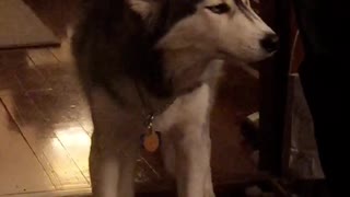 Husky thoroughly enjoys scratch from owner's back-scratcher tool