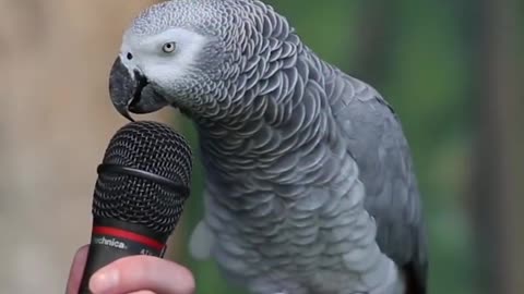 Funny Parrot - A Cute Funny Parrots Talking video