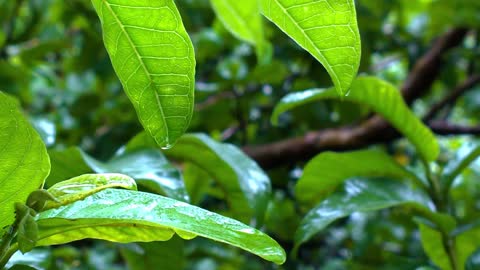 Watch the rain tar falling on the tree leaves