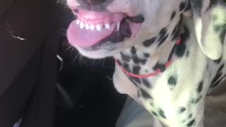 Adorable Dog is All Smiles
