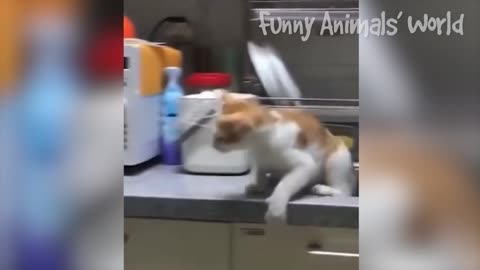 Funniest Cats And Dogs Videos Best Funny Animal Videos 2022