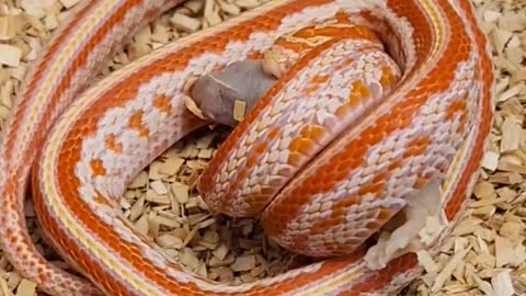 Snake Short video - okeetee tessera corn snake