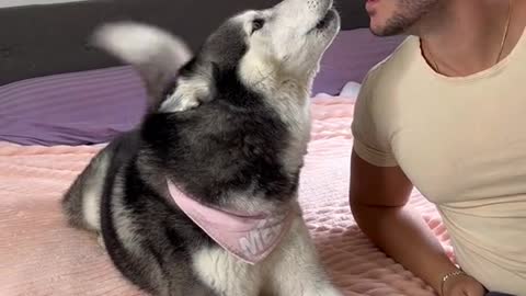 Eating Meekathehusky's ear to see her reaction 😅