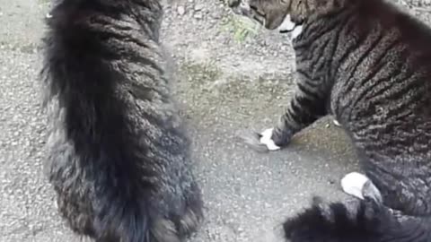 Cat 🐈🐈🐈 comedy videos 😂😂