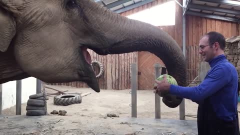 Elephant vs. Watermelon