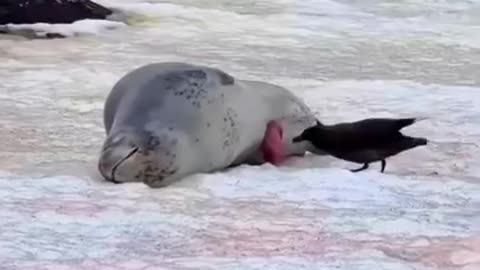 Bird Interrupts Seal's Dream