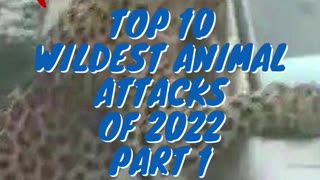 Top 10 Wildest Animal Attacks of 2022 Part 1