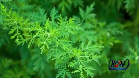 Sweet Wormwood As Good As Ivermectin (IVM) - Dr. Peterson Pierre