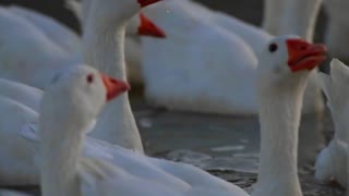 Close up of geese......