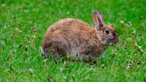 rabbit, animals, nature videos