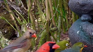 White-eye, northern cardinal and pekin robin - aviary birds