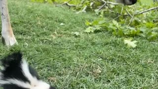 Orphaned Baby Skunk Introduced To Friendly Deer