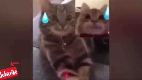 Cat funny video first time on rumble 😻😻 #viral #trending #carlover