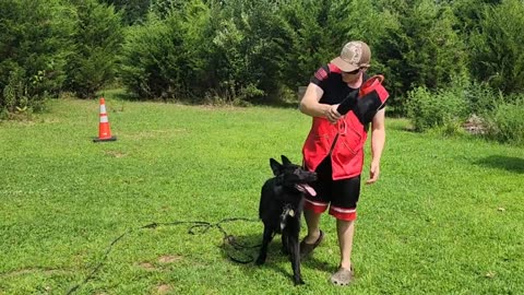 How to learn dog trainer, Building Toy drive,hanna the GSD Borad and train #Germanshepherd Dog