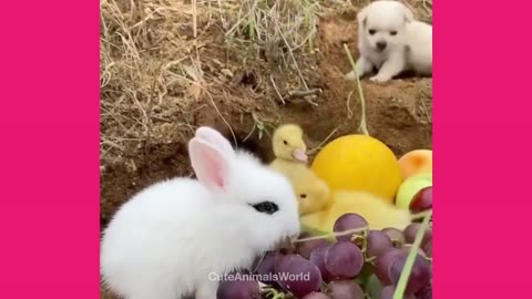 Hilarious TikTok Compilation of Cats, Dogs, and Baby Animals from CuteAnimalsWorld 🐱🐶😂