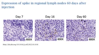 Update on mRNA/LNP vaccine distribution, persistence, and expression