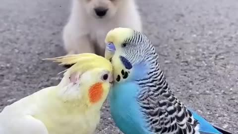 Male parrot : Puppy, can you go somewhere else 😁